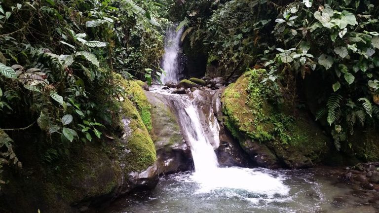 Mindo day trip from Quito Mindo cloud forest tour, mindo cloud forest from Quito, mindo tour, mindo day trip, mindo excursion, mindolago, mindo garden, mindo cock of the rock, mindo toucans, mindo ecuador, mindo travel, mindo humming birds, mindo tarabita, zipline in mindo