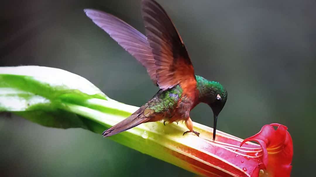 Brown Violeter, ecuador birding, ecuador tanagers, ecuador hummingbirds, birding tours ecuador. Ecuatouring, Baños and Jungle tours, ecuador tour operator, ecuador tours, best ecuador tours, ecuador travel agency, ecuador custom tours, ecotourism ecuador, Sustainable tourism, community tourism