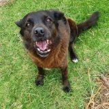 https://www.ecuatouring.com/wp-content/uploads/2022/11/stray-dog-ecuaador-160x160.jpg