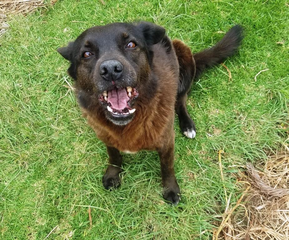 stray dogs Ecuador, concious tourism, Baños and Jungle tours, Baños tours, ecuador tour operator, ecuador tours, Ecuatouring, best ecuador tours, ecuador travel agency, ecuador custom tours, ecotourism ecuador, Sustainable tourism, community tourism