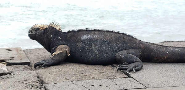 20250825_150435 marine iguana, lava lizard, Galapagos iguana, San cristobal, ecuador tours, galapagos tours, galapagos cruise, Ecuatouring