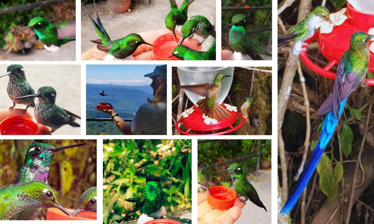 hummingbirds in Mindo Ecuador hummingbirds in Mindo Ecuador, Ecuador tours, Guided ecuador tours, custom mindo tours, private birdwatching tours Mindo Ecuador, booted racket tail, purplr bibbed white-tip, violet tail sylph, white necked jacobin