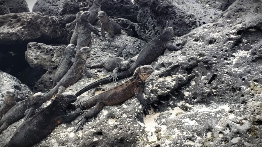 Galápagos marine iguana on lava rocks at Tortuga Bay Marine iguanas camouflaged on black lava rocks in the Galápagos