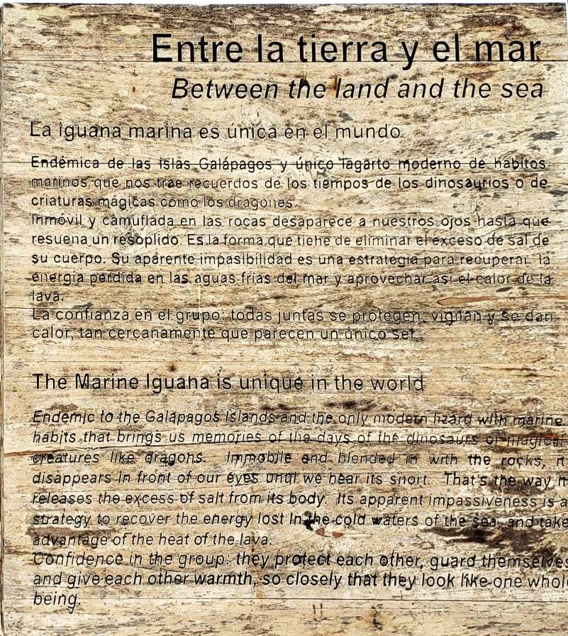 Sign about marine Iguanas Marine Iguanas sign introducing its unique behavior to visitors