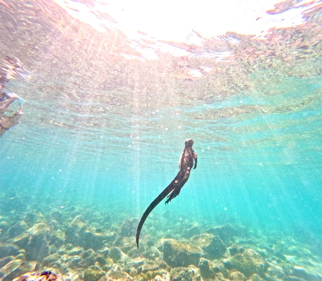 galapagos-marine-iguana-tortuga-bay marine iguana swimming in Galápagos ocean