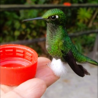 Humming Bird feed by hand humming Bird feed by Hand Mindo, booted racquet tail Mindo