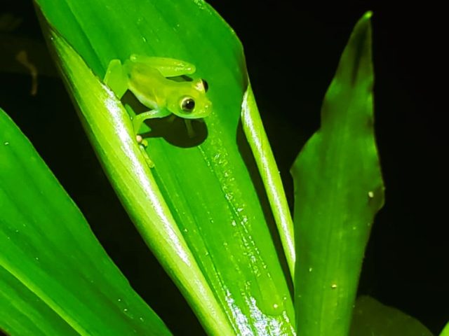 Mindo crystal Frog, Frog Concert, Night walk Mindo