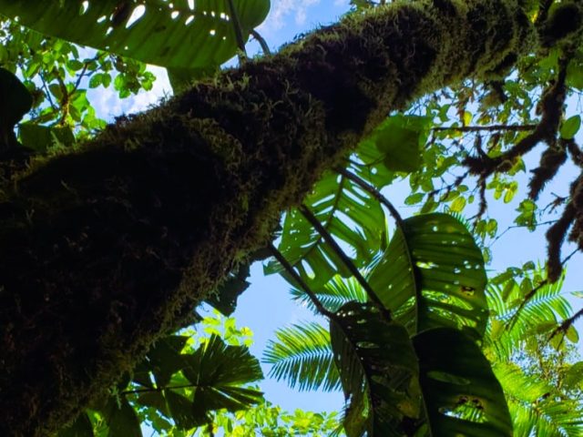 Mindo Forest Places to Visit in Ecuador, Mindo Forest, cloud forest ecuador