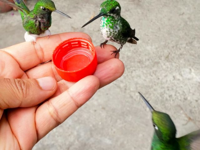 Feeding Humming Birds in Mindo
